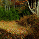 Illustration for article titled Fall Photos 2
